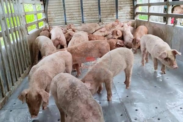 Đàn heo giống với các đặc điểm di truyền tốt đang được nuôi dưỡng