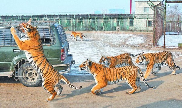 Quan sát hổ Siberia tại Cáp Nhĩ Tân