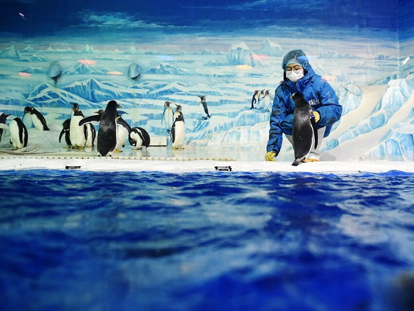 Thủy cung Cáp Nhĩ Tân với các loài động vật biển