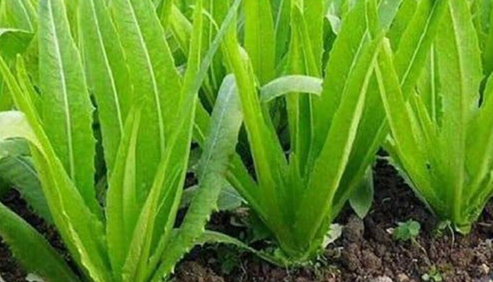 Cận cảnh thân và lá rau tiến vua đặc trưng