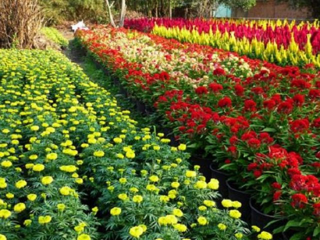 Cánh đồng hoa rực rỡ tại huyện Mê Linh, biểu tượng cảnh quan và tiềm năng phát triển du lịch, cách Hà Nội khoảng 29km.