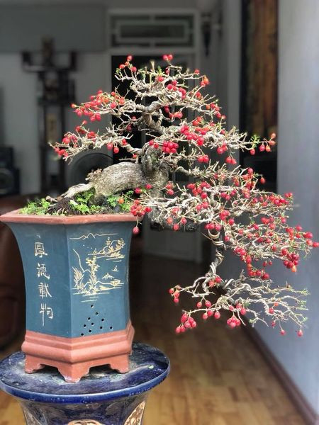 Cây Hải Châu tự nhiên mọc trên vách đá khô cằn