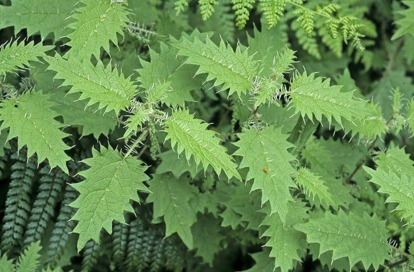 Cây tầm ma với lá xanh đặc trưng và lông ngứa, minh họa nơi sinh trưởng tự nhiên.