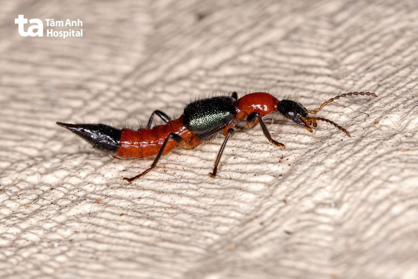 đặc điểm nhận dạng của kiến ba khoang