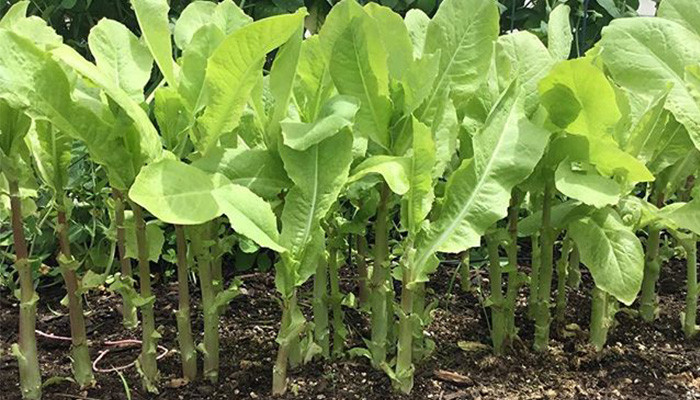 Đất trồng tơi xốp, màu mỡ chuẩn bị cho rau tiến vua