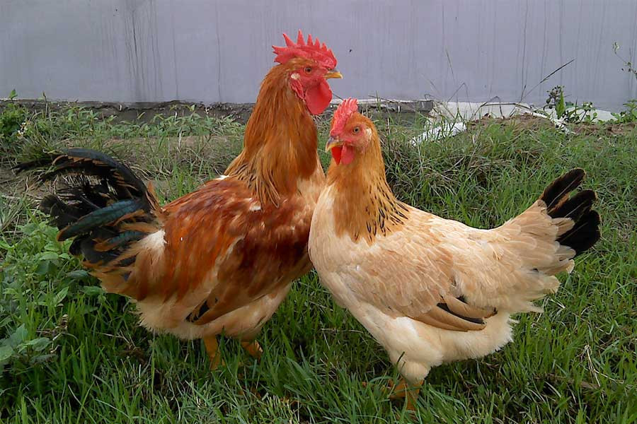 Gà Ri lông vàng óng đang kiếm ăn tự nhiên