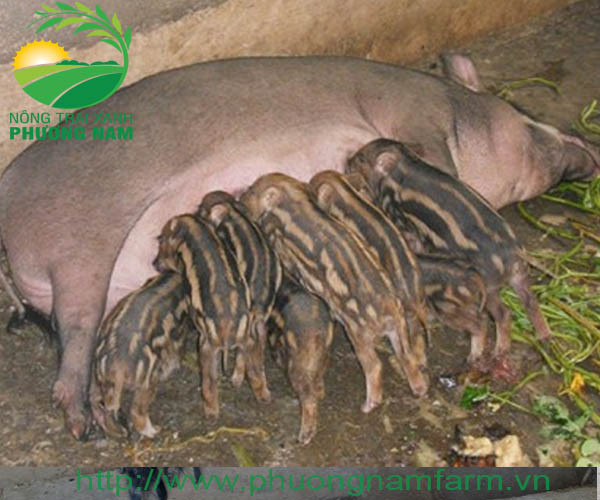 Heo rừng giống lai F1 và F2