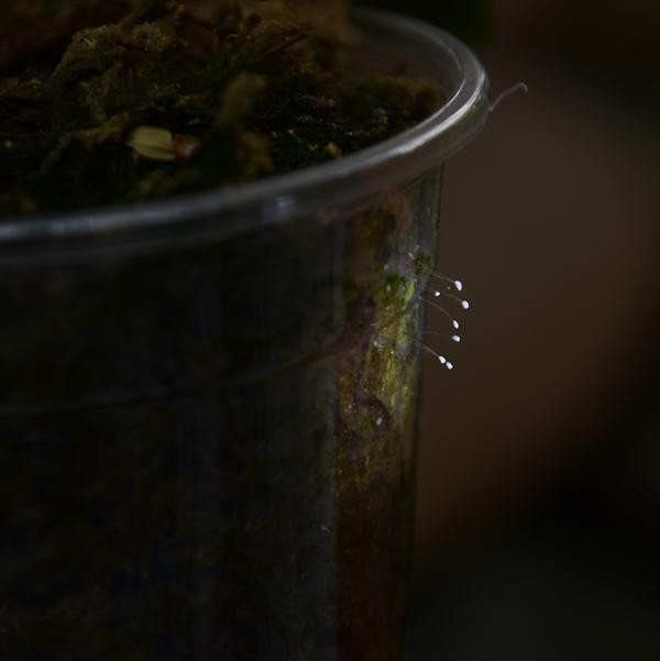 Hình ảnh hoa ưu đàm mọc trên thành chậu lan tại chùa Bách Môn, Bắc Ninh