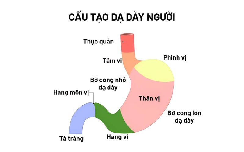 Hình ảnh minh họa vị trí phình vị trong cấu tạo dạ dày con người