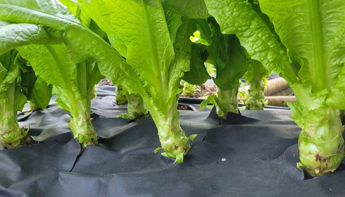 Kỹ thuật gieo trồng rau tiến vua trong vườn nhà