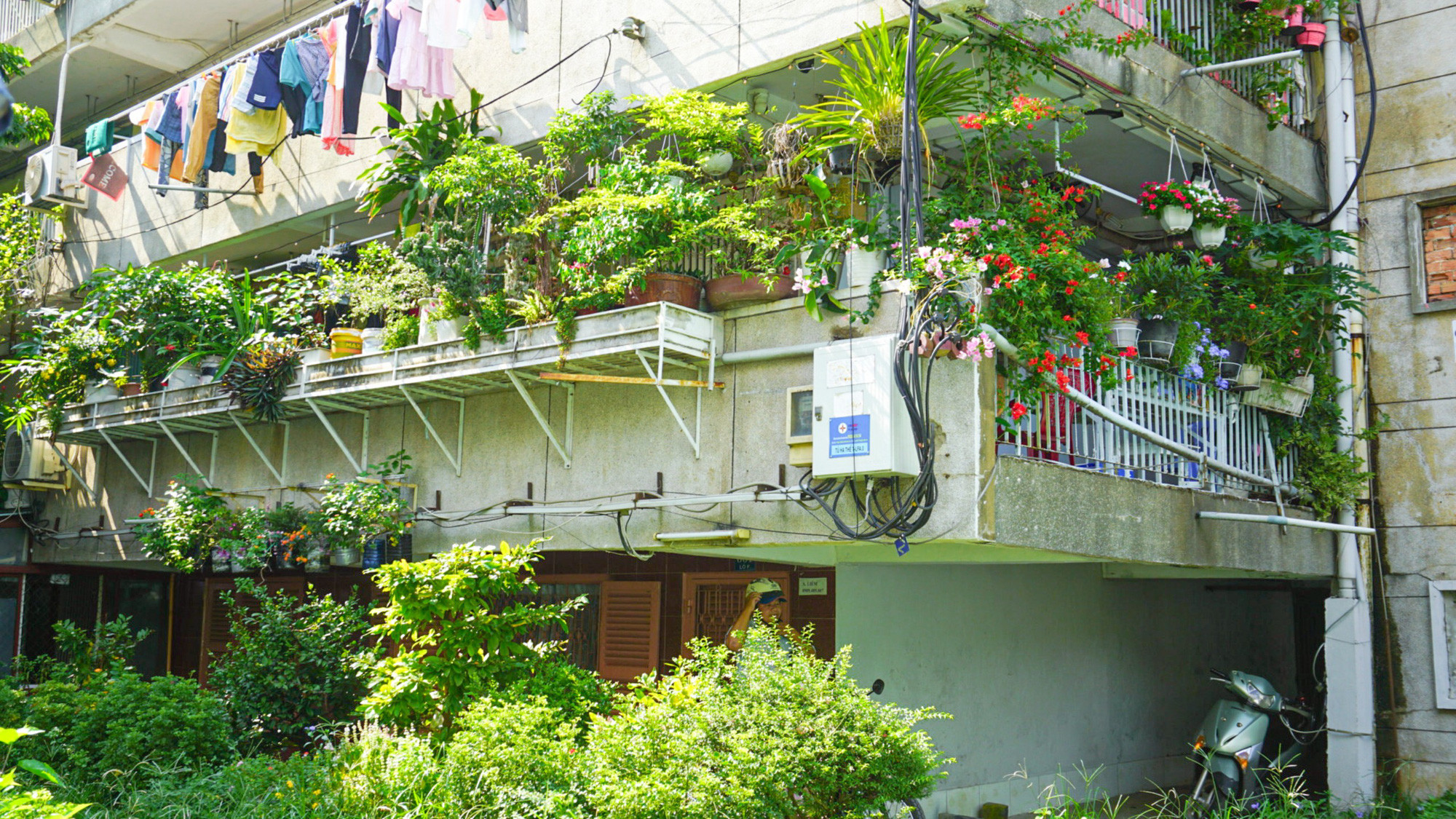 Một ngôi nhà tràn ngập cây xanh và hoa lá, thể hiện sự chăm chút của gia chủ ở Thanh Đa.