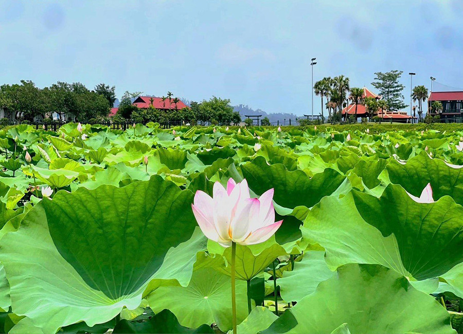 Vườn Vua Phú Thọ Cách Hà Nội Bao Nhiêu Km: Hướng Dẫn Từ A Đến Z