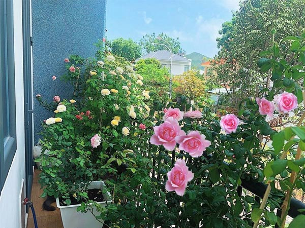 Những chậu hoa hồng nhỏ xinh tô điểm cho ban công chung cư