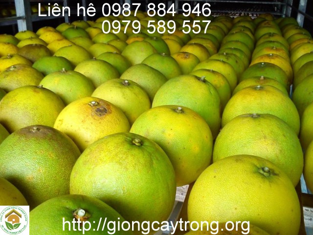 Quả bưởi Phúc Trạch chín mọng, vỏ vàng nhạt, đặc sản Hà Tĩnh