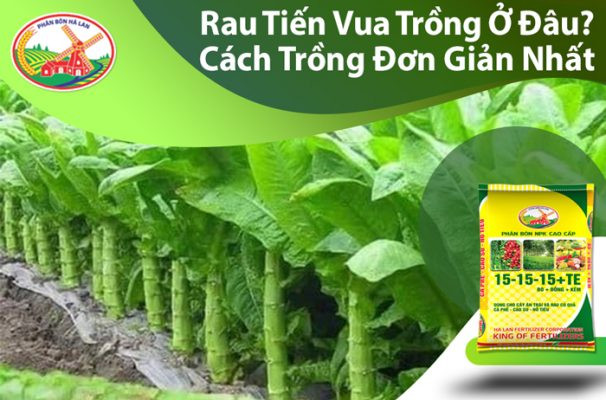 Rau tiến vua với lá xanh non, tươi tốt
