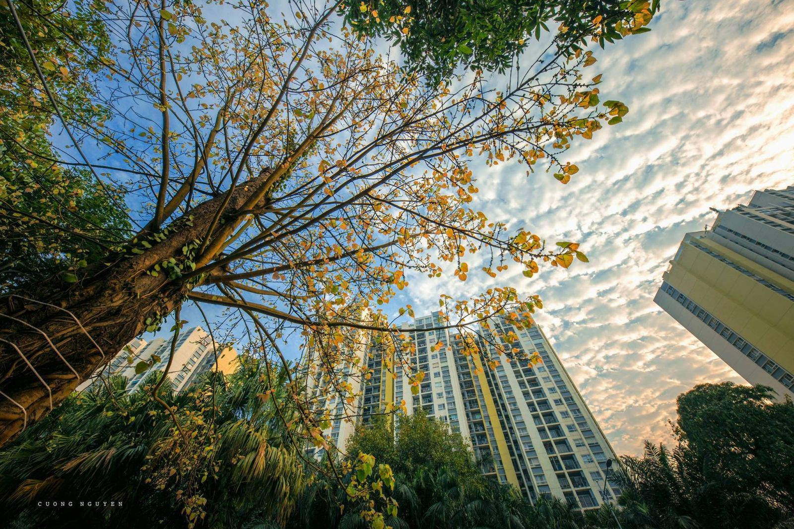 Toàn cảnh khu chung cư Rừng Cọ Ecopark với không gian xanh mát và kiến trúc hiện đại