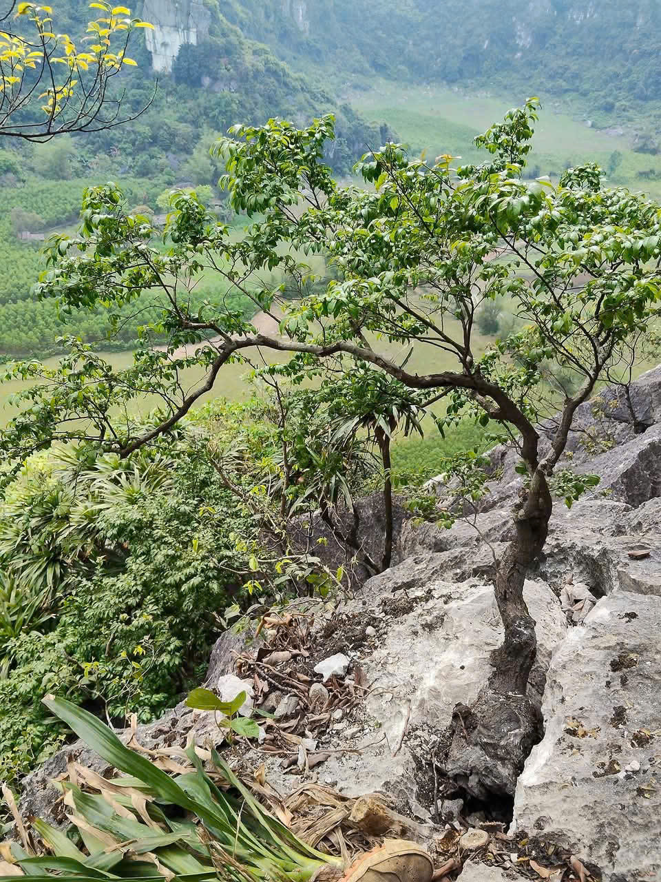 Vẻ đẹp hoang dã của cây muội hồng trên vách đá vôi