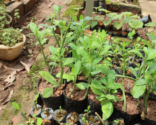 Mua Cây Thạch Anh Ở Đâu Đảm Bảo Chất Lượng Và Công Dụng? Các cành cây thạch anh tươi