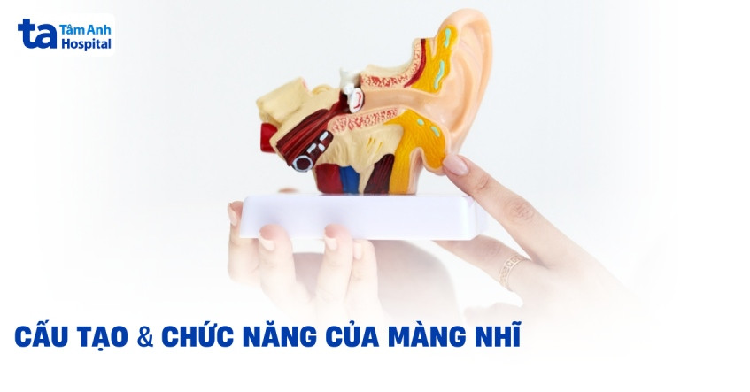Cấu tạo chi tiết và vị trí của màng nhĩ trong tai người