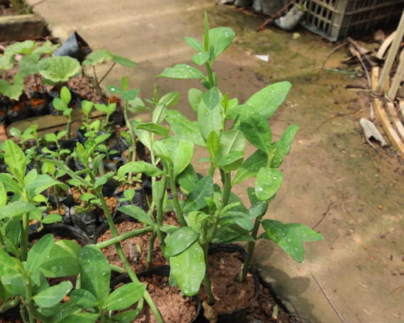 Mua Cây Thạch Anh Ở Đâu Đảm Bảo Chất Lượng Và Công Dụng? Cây thạch anh trong chậu nhỏ