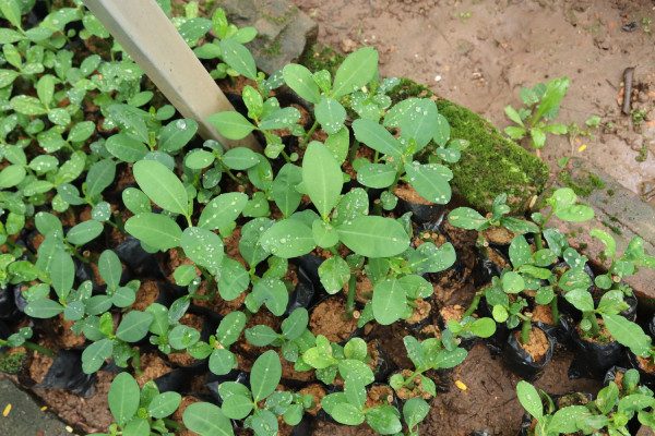 Mua Cây Thạch Anh Ở Đâu Đảm Bảo Chất Lượng Và Công Dụng? Cây thạch anh trong vườn ươm