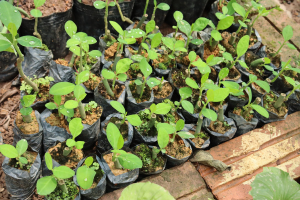 Cây thạch anh xanh tốt trên bồn