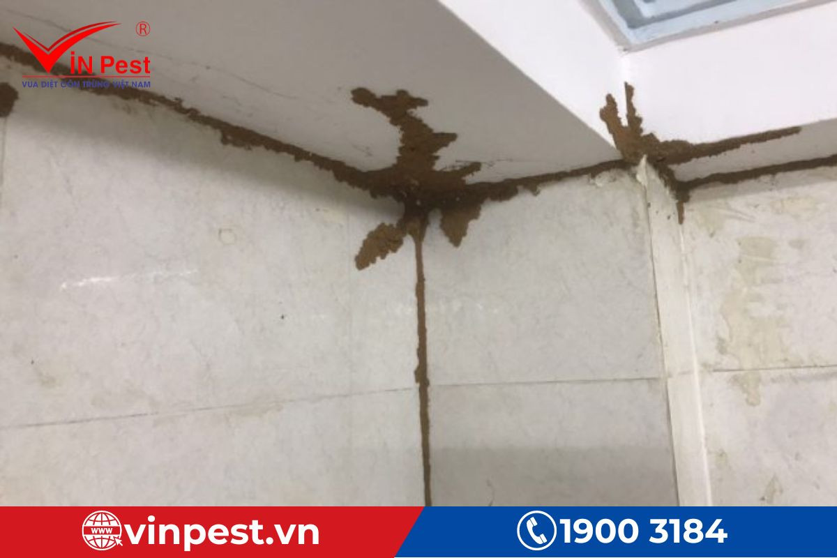 Hình ảnh minh họa mối gây hại trong chung cư và vai trò của công ty diệt mối chung cư