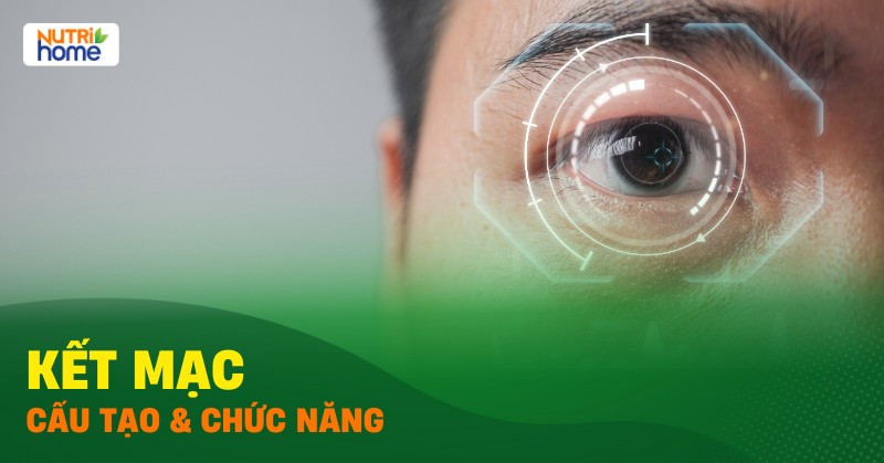 Hình ảnh minh họa vị trí và cấu tạo chung của kết mạc mắt