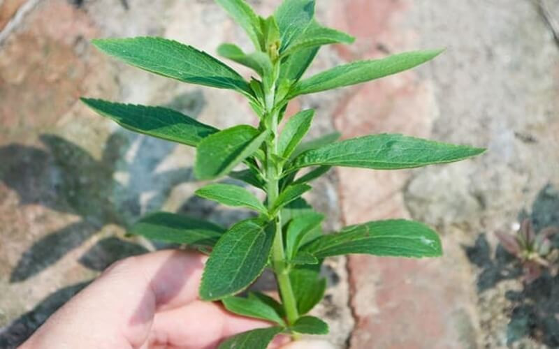 Hình ảnh mô tả cây cỏ ngọt với thân lá và hoa đặc trưng, minh họa chi tiết về đặc điểm nhận dạng loại cây này.