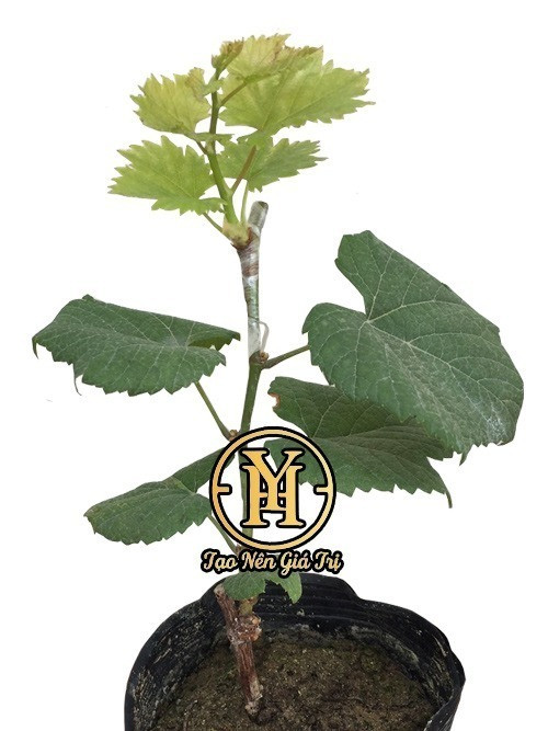 Hướng dẫn mua mã Redfinger ở đâu để chọn cây giống chất lượng