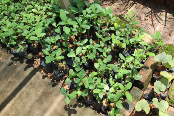 Mua Cây Thạch Anh Ở Đâu Đảm Bảo Chất Lượng Và Công Dụng? Một cây thạch anh đã lớn