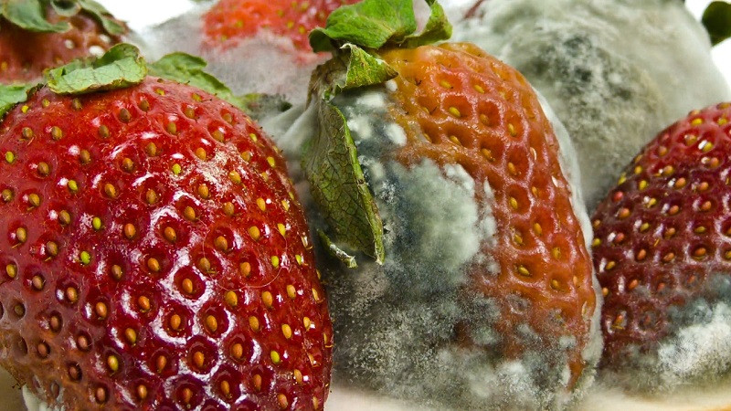 Nấm men và nấm mốc gây hư hỏng thực phẩm, thể hiện khả năng sinh sống rộng khắp của nấm men