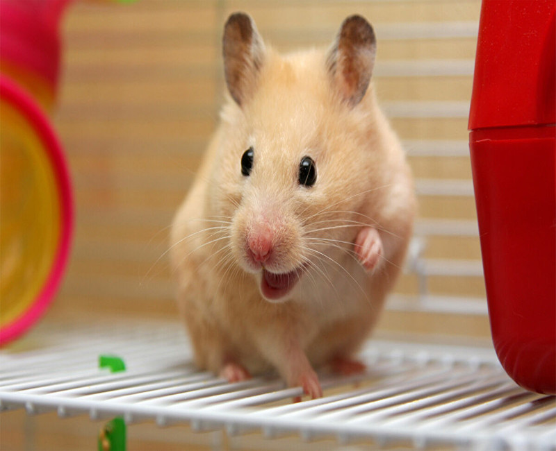 Nguồn gốc chuột Hamster và môi trường sống