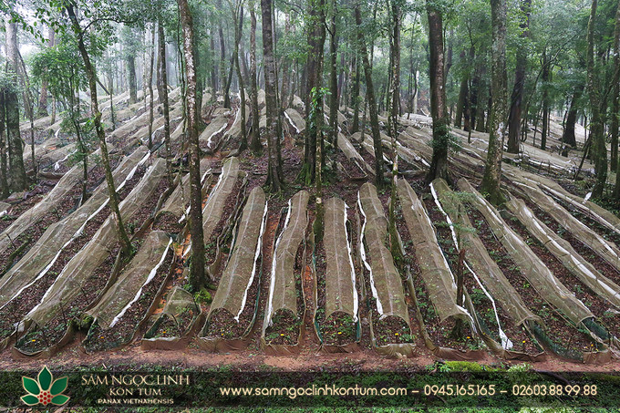 Rừng sâm Ngọc Linh ở đâu tại Kon Tum, nơi bảo tồn sâm quý giá