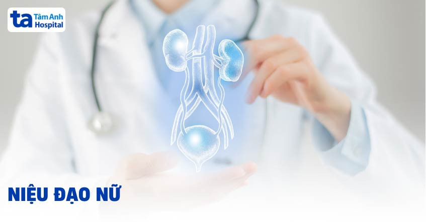 Sơ đồ giải phẫu hệ tiết niệu nữ giới, chỉ rõ vị trí niệu đạo và các cơ quan lân cận