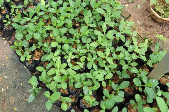 Mua Cây Thạch Anh Ở Đâu Đảm Bảo Chất Lượng Và Công Dụng? Thân cây thạch anh với lá non