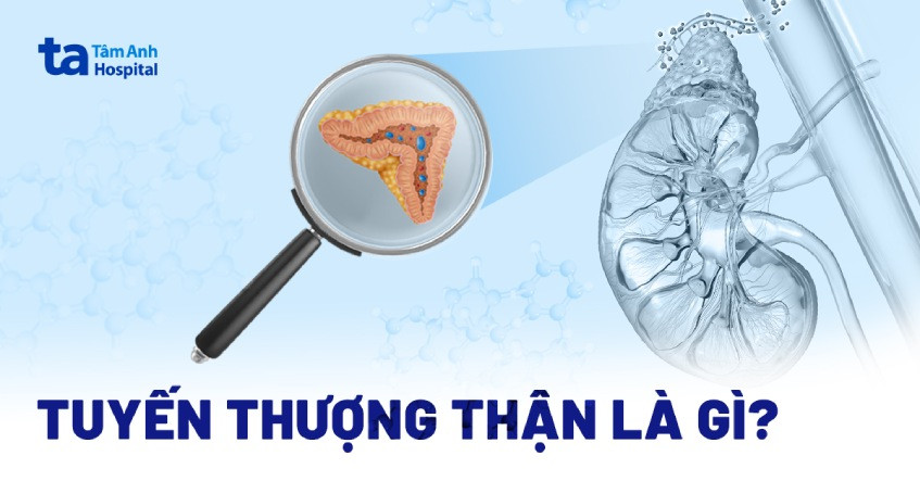 tuyến thượng thận nằm ở đâu trong cơ thể