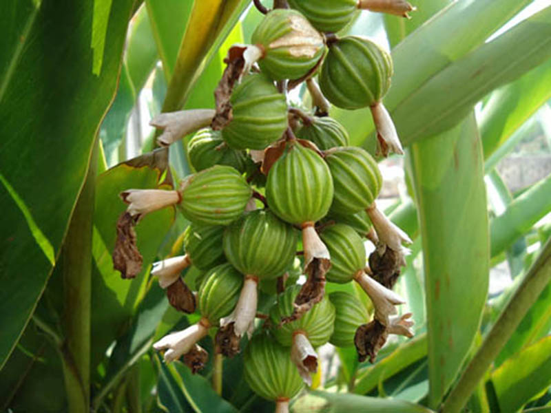 Khám Phá: Cây Bạch Đậu Khấu Trồng Ở Đâu Và Tiềm Năng Kinh Tế Việt Nam