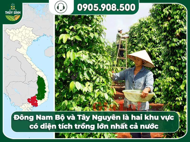 Bản đồ các vùng hồ tiêu được trồng nhiều nhất ở đâu tại Việt Nam