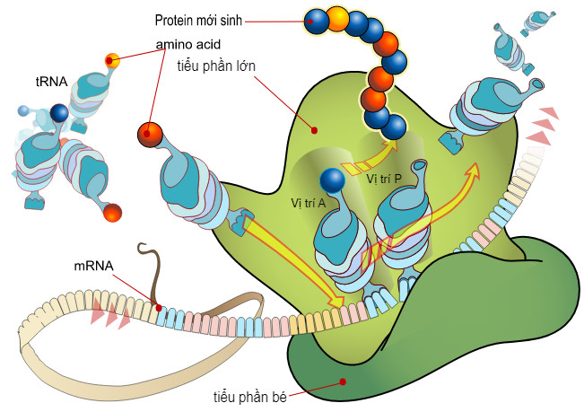 Các thành phần chủ chốt trong quá trình dịch mã, bao gồm mARN, tARN, ribosome và các axit amin