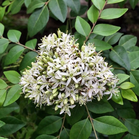 Cành cây cà ri nở hoa trắng muốt với mùi hương dịu nhẹ