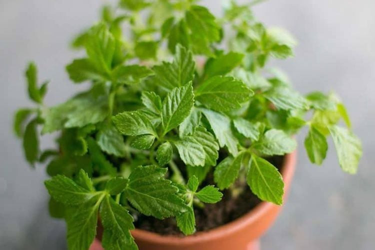 Cây giảo cổ lam với lá và hoa đặc trưng