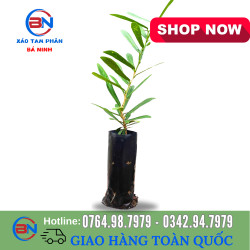 cây giống xáo tam thân