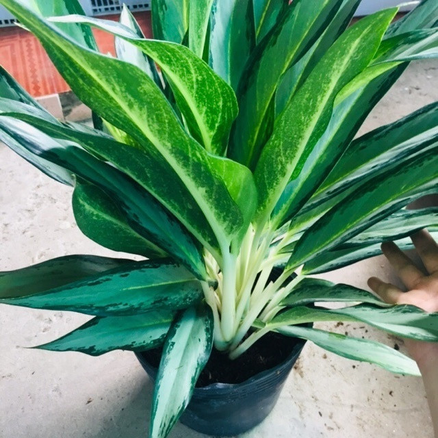 Cây giữ tiền phong thủy thu hút tài lộc và của cải cho gia đình