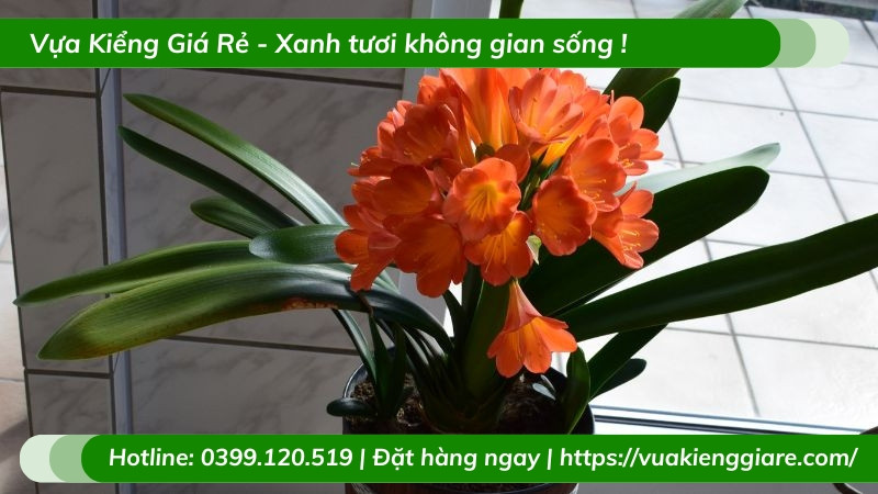 Cây lan quân tử trồng chậu trang trí bàn làm việc