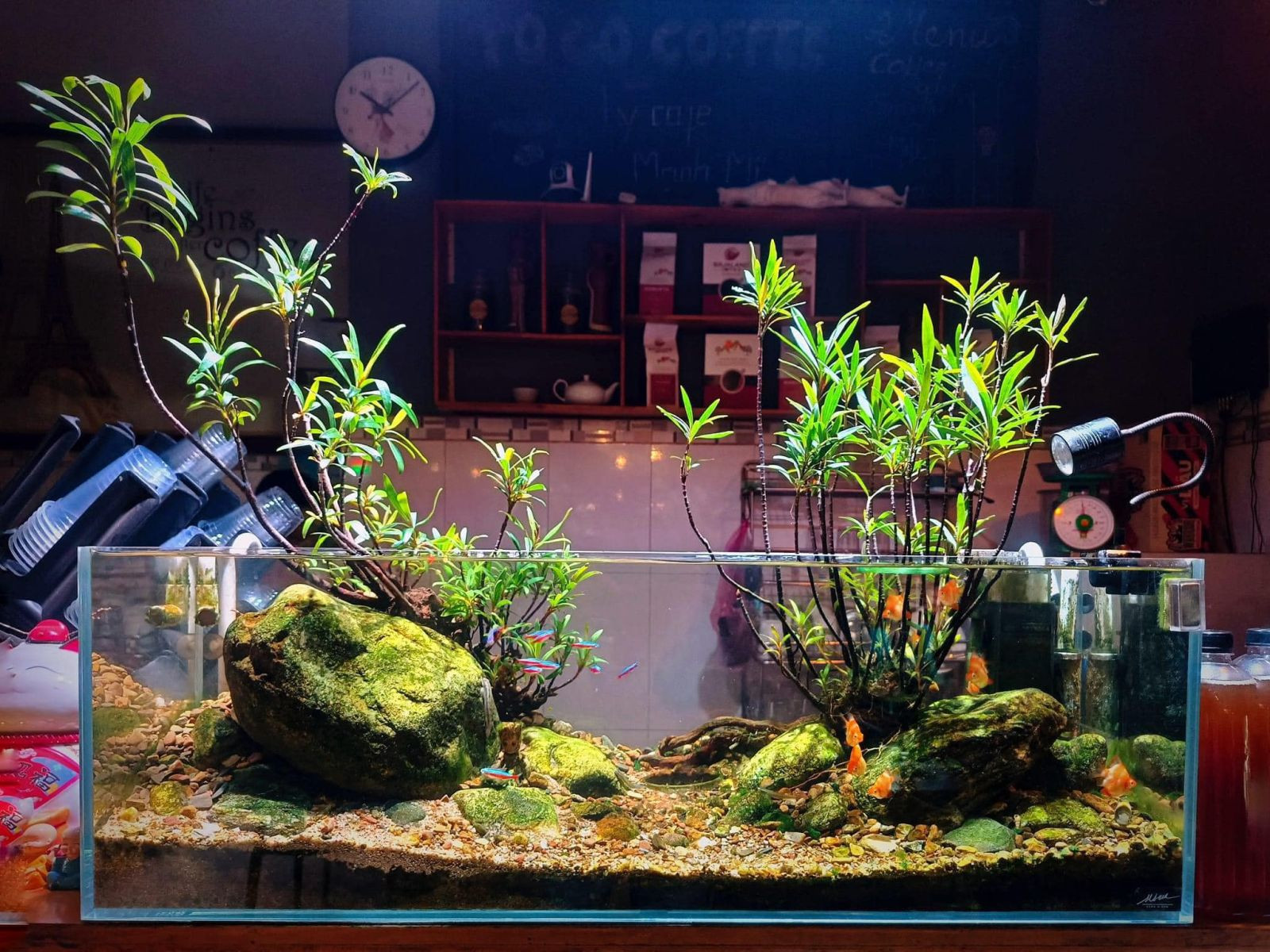 Cây mị nương xanh tươi phát triển mạnh mẽ dưới nước, minh họa môi trường sống lý tưởng.