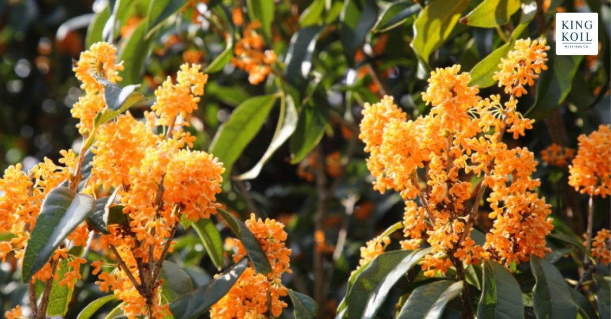 Cây quế thơm chiêu tài vượng khí cho không gian sống