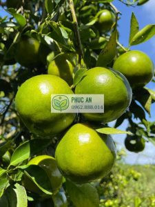 Cây quýt đường sau 3 năm chăm sóc kỹ lưỡng