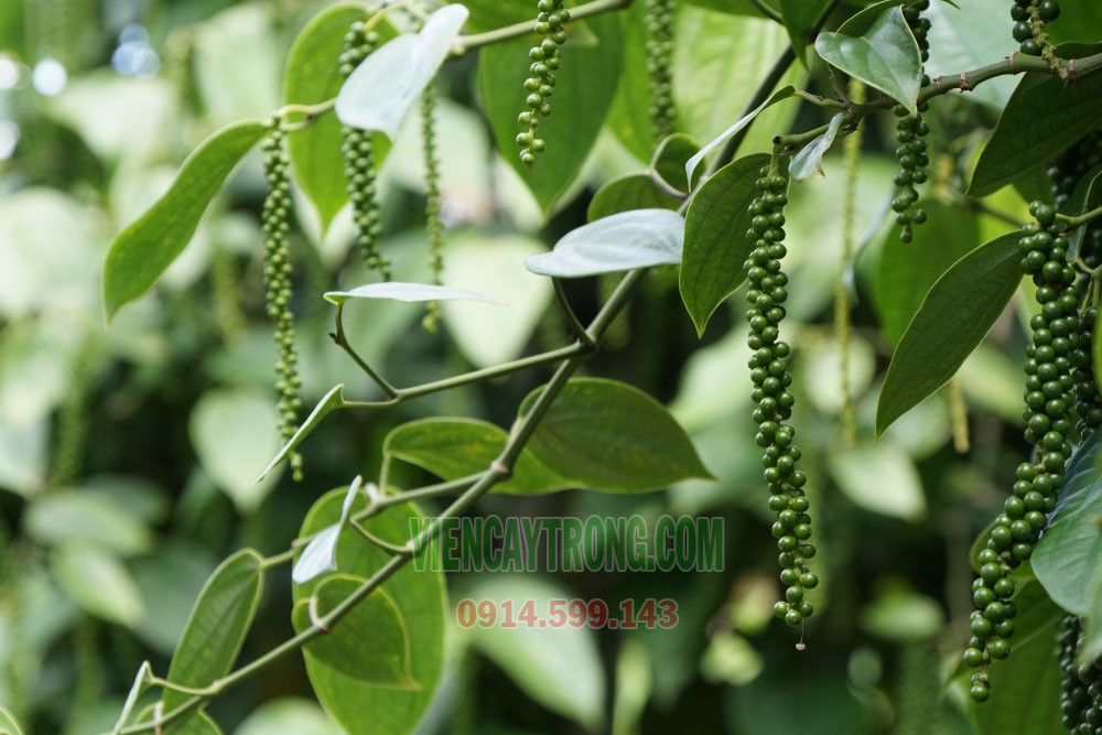 Cây tiêu Srilanka đang phát triển mạnh mẽ trên trụ tại một vườn ươm, thể hiện tiềm năng năng suất cao