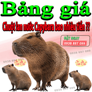 Chuột lang nước Capybara với thông tin về giá bán và địa điểm mua chuột lang nước